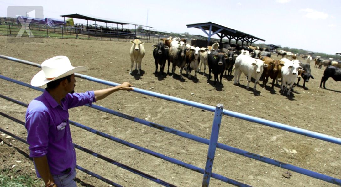 Sequías: Un reto para el precio y calidad de la carne en México