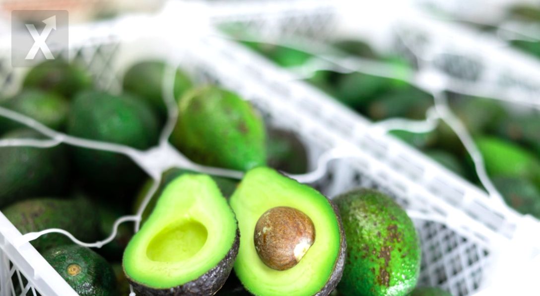 Acuerdo entre México y EUA para Supervisar la Exportación de Aguacate