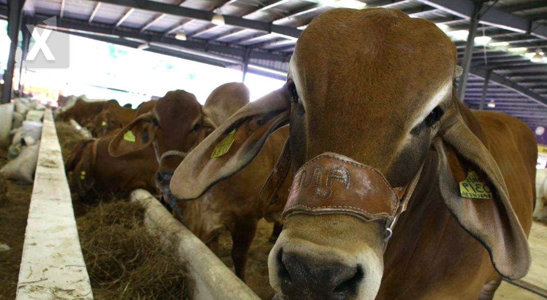 Tabasco y Campeche: Más que Petróleo, Apostando por la Agroindustria