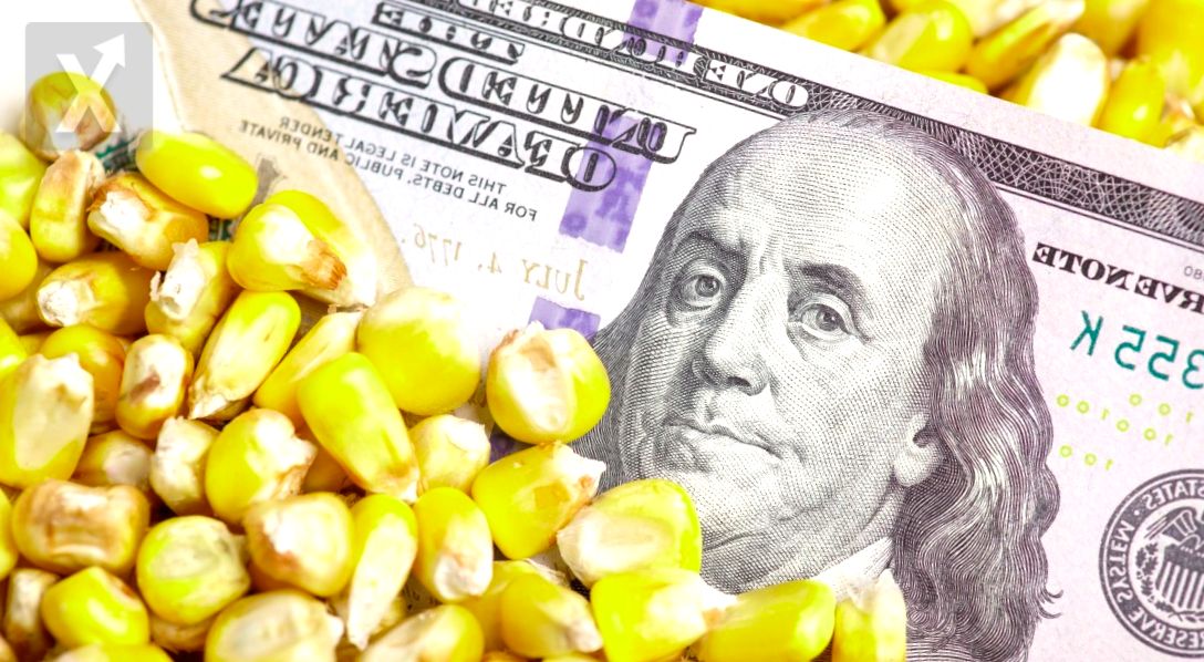 The GMO Corn Controversy 